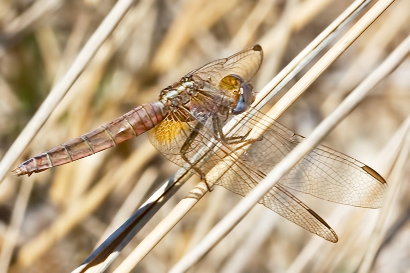 Crocothemis erythraea femmina (no. 2) ??